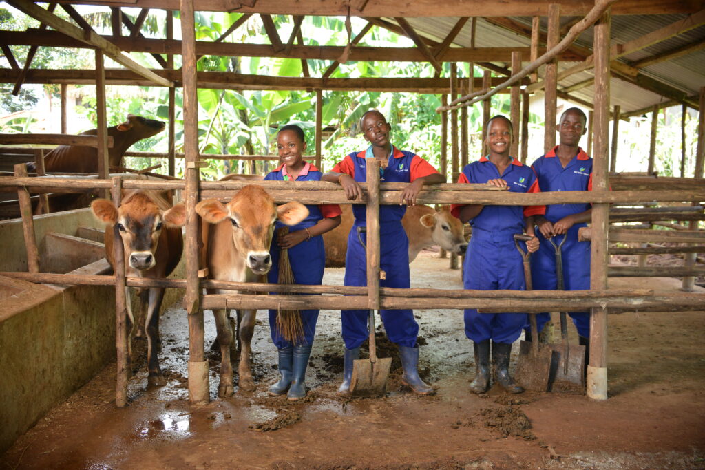 Students with cows on the school farm